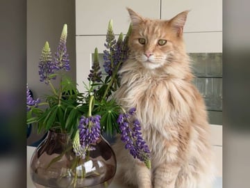 Maine Coon · Helgeroa · Rebecca A.