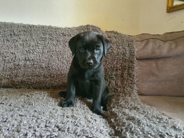 Labrador retriever