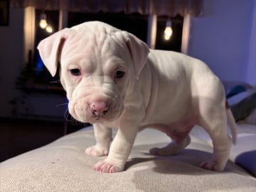 American Staffordshire Terrier · Köping · Hannah Östensson Lindqvist