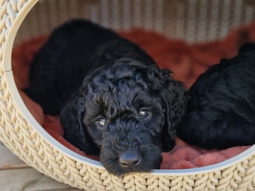 Double Doodle · Borås · Smith Labradoodles