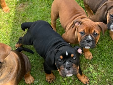 Olde English Bulldogge · Malmö · Ulrika L.