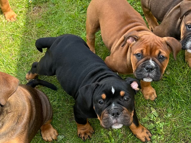 Olde English Bulldogge