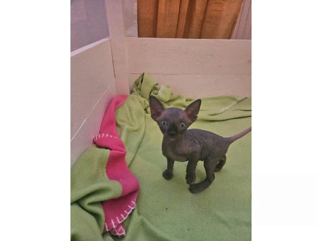 Sphynx · Hudiksvall · SE*Joy Fable