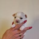 Långhåring chihuahua