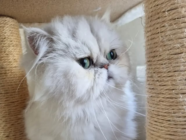 Mor: Stella