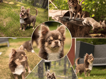 Chihuahua · Karlstad · Zusanna D.