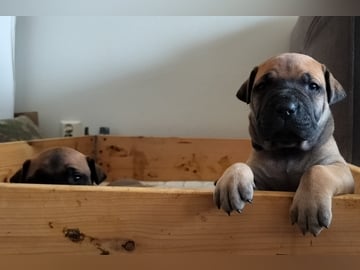 Boergarden boerboels