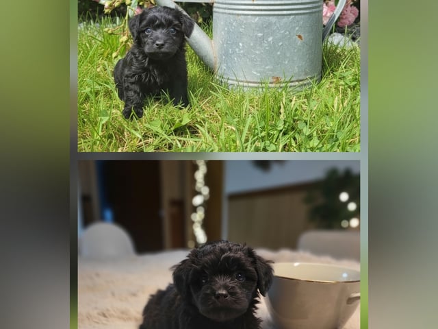 Maltipoo