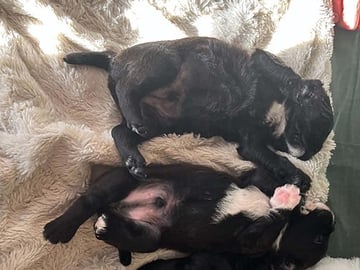 French Bulldog · Horslunde · Natasja F.