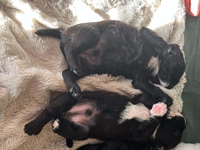 Fransk bulldog & puddel hvalpe. Uden bog