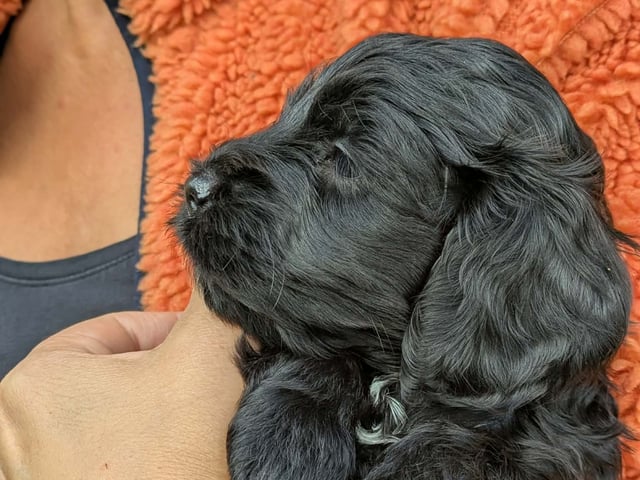 Cockerpoo