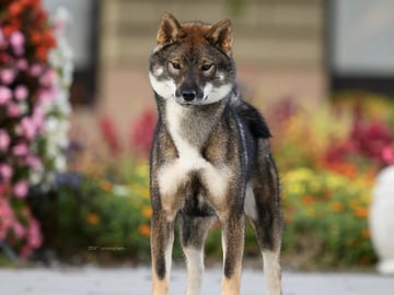Shikoku