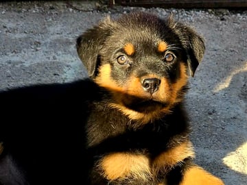Rottweiler · Klippan · Manfield Farm