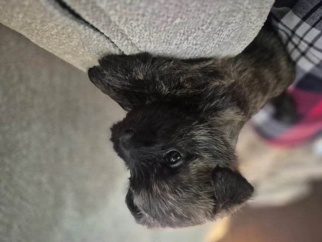 Cairn terrier