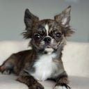 Chihuahua, långhårig