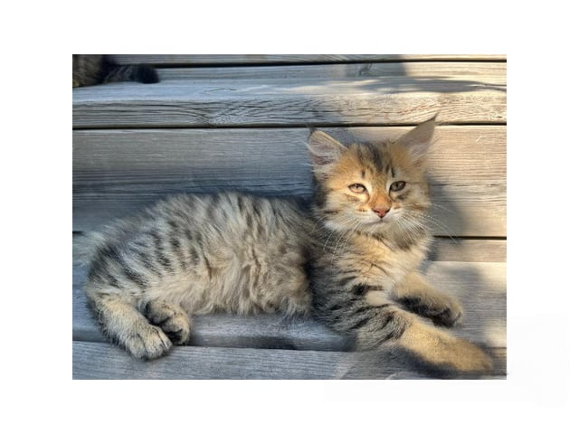 Sibirisk kat