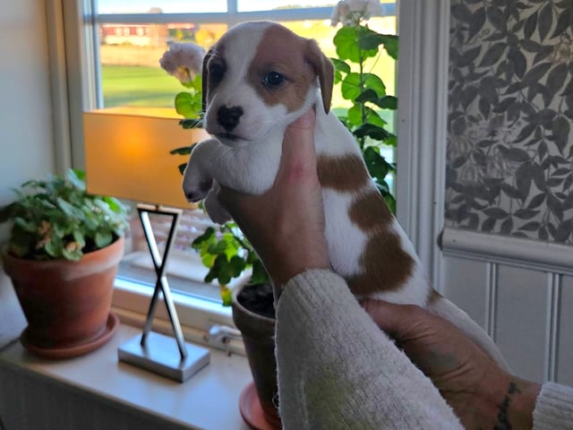 Jack Russell terrier