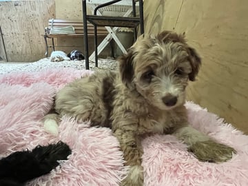 Aussiedoodle · Fredericia · Overgaards hvalpe