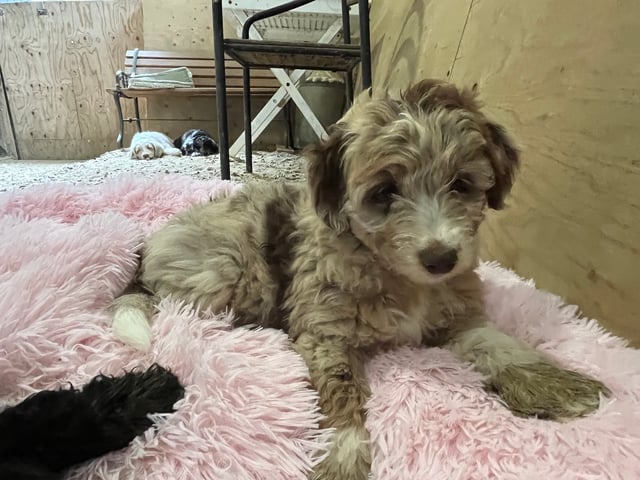 Aussiedoodle