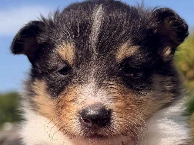 Shetland sheepdog