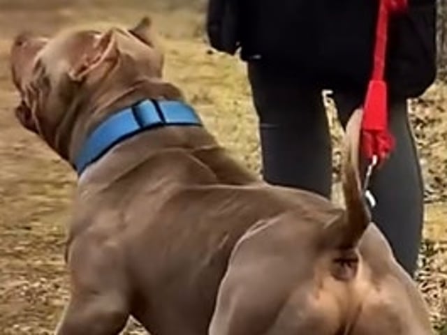 American bully valpar