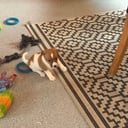 Dansk-svensk gårdhund