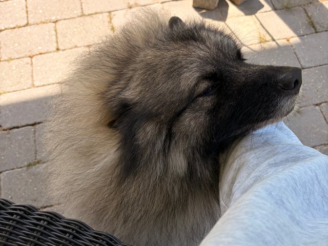 Keeshond