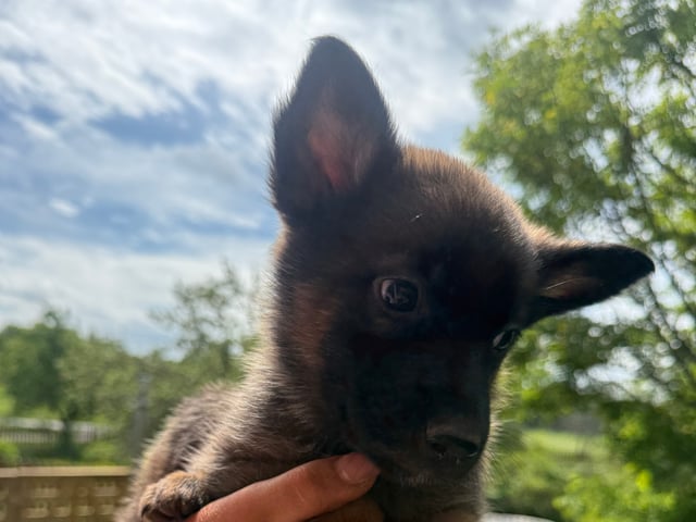 Belgisk hyrdehund – malinois