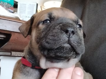 Boergarden boerboels