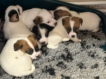 Limelight Kennels