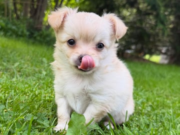Chihuahua · Bergsjö · Valp