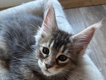 Maine Coon · Boliden · Wikslynx