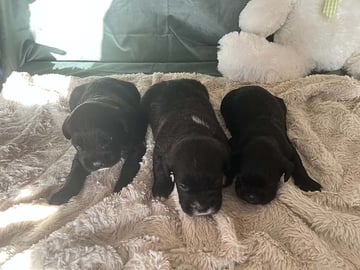 Fransk bulldog · Horslunde · Natasja F.