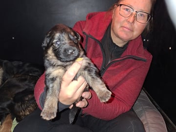 Schæferhund · Hova · Charming Shepherd's