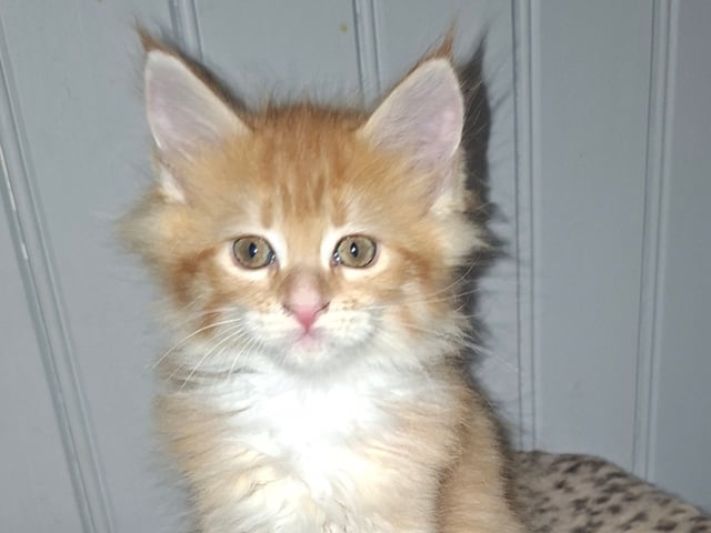 Kattunge: Hona 4