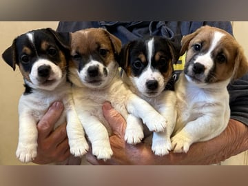Limelight Kennels