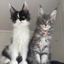 Maine Coon