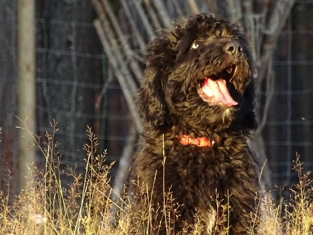Bernerdoodle · Överkalix · Snabelsnutens Hus