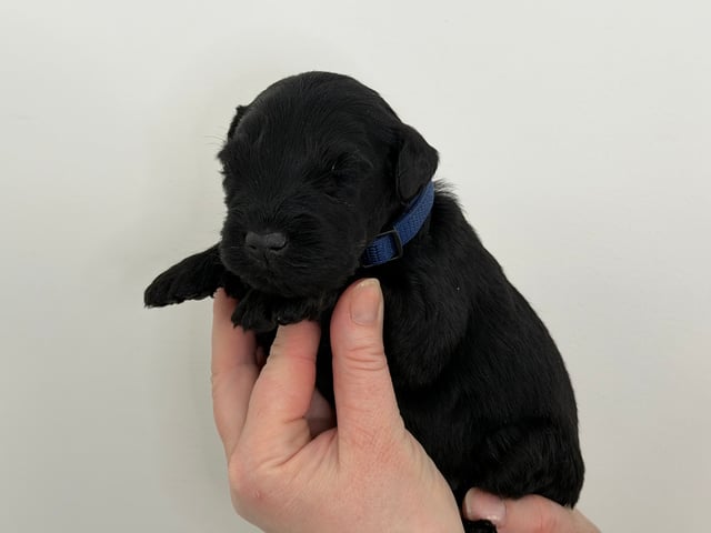 Kerry blue terrier