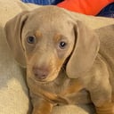 Dachshund