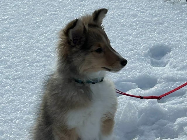 Shetland sheepdog