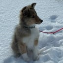 Shetland sheepdog