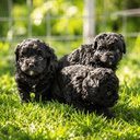 Shihpoo