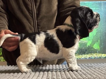 Passion Spaniels