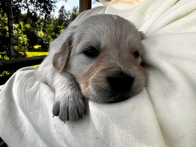 Hvalp: Arthur