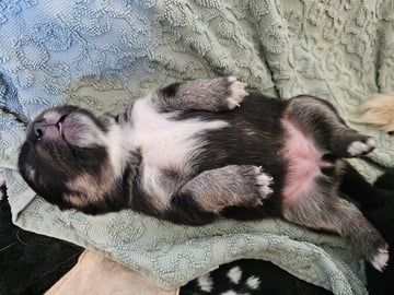 Finsk lapphund - Angel´s Share