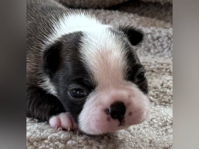 Boston terrier