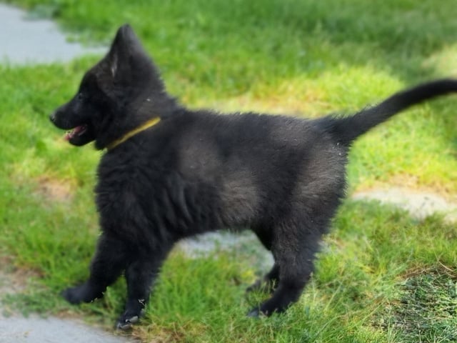 Hvalp: Hannhund 1