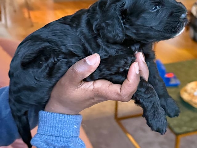 Cavapoo
