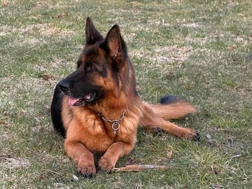 Mor: Hylteland’s Wilma